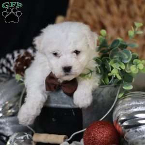 Tiny-Nicolas, Bichon Frise Puppy